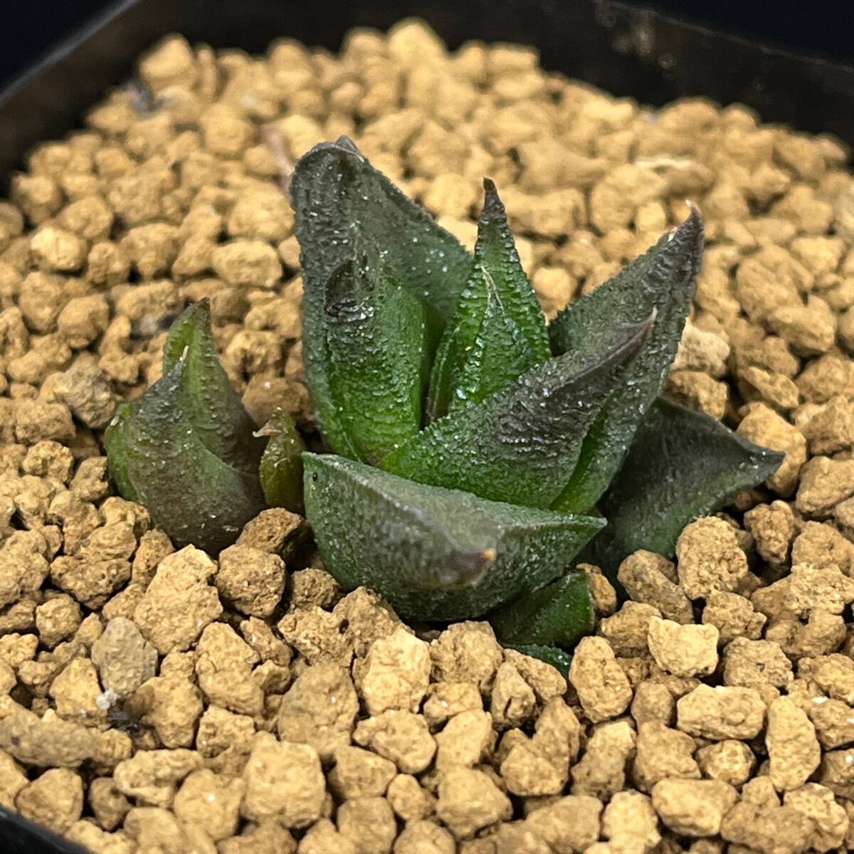 ハオルチオプシス　スカブラ　A PW》ハオルチオプシス(ハオルチア)“スカブラ,H.scabra JDV95/17”多肉
