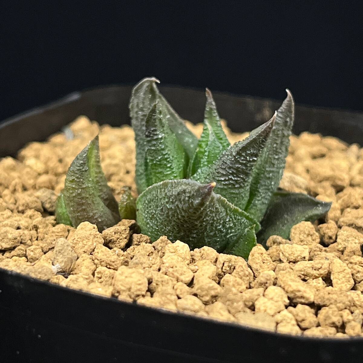PW》ハオルチオプシス(ハオルチア)“スカブラ,H.scabra JDV95/17”多肉