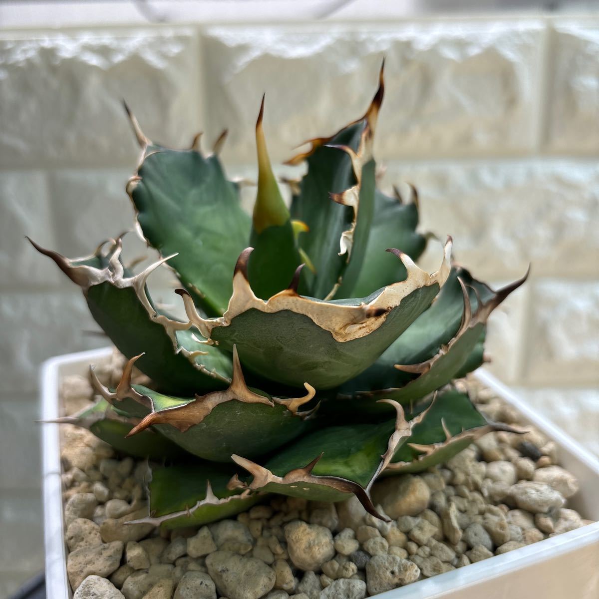 写真現物株 ドラゴンクロー 約15cm【イラン】育成株 索）アガベ 