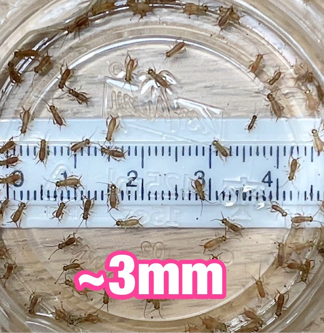 ヨーロッパイエコオロギ　ピンヘッド(～3mm) 50匹＋リピーター様限定増量20％＋死着[保証]10％＆死着[補償]あり　送料無料　①_1