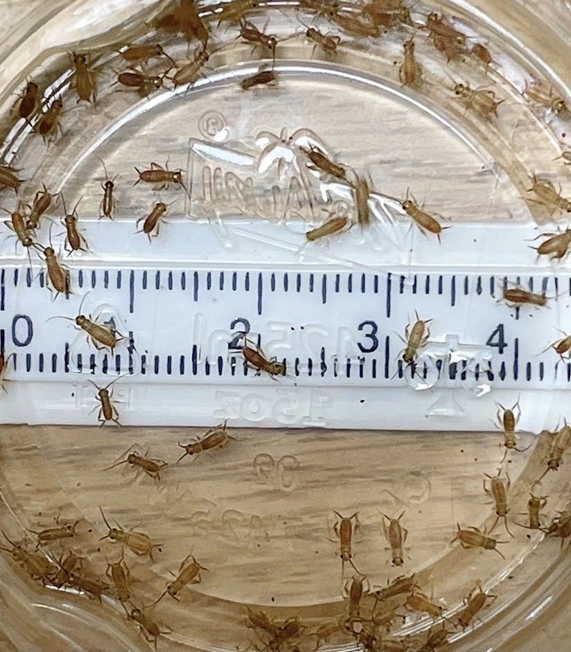 ヨーロッパイエコオロギ　ピンヘッド(～3mm) 50匹＋リピーター様限定増量20％＋死着[保証]10％＆死着[補償]あり　送料無料　①_2