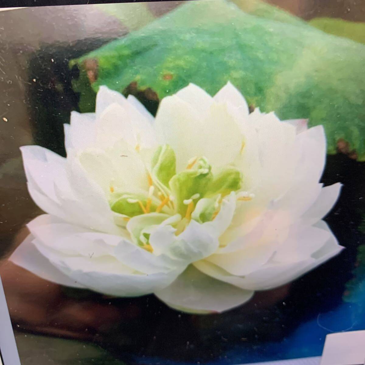 品種不明B 小型種　白八重　レンコン2本　蓮　ハス　はす　苗　レンコン　花蓮　ビオトープ　水田　蓮池_1
