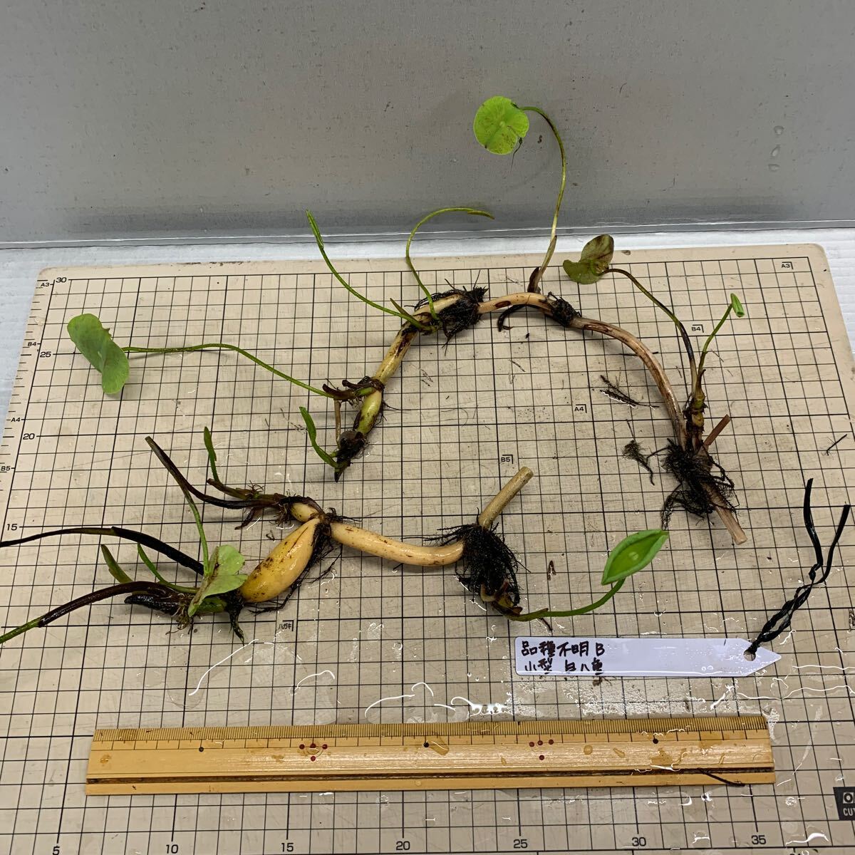品種不明B 小型種　白八重　レンコン2本　蓮　ハス　はす　苗　レンコン　花蓮　ビオトープ　水田　蓮池_2