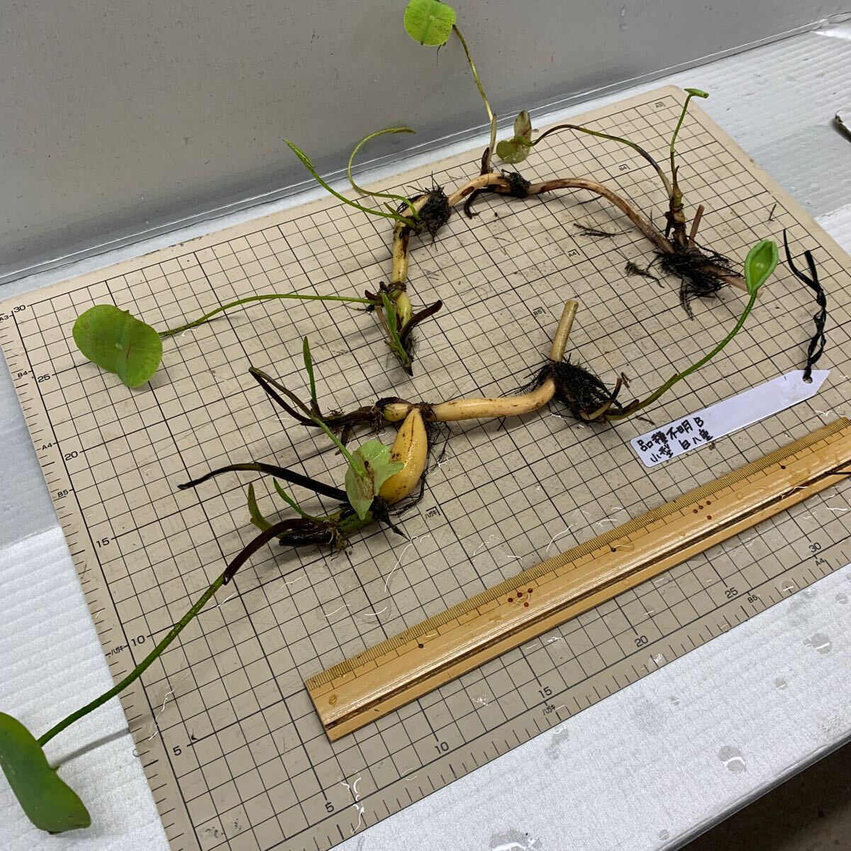 品種不明B 小型種　白八重　レンコン2本　蓮　ハス　はす　苗　レンコン　花蓮　ビオトープ　水田　蓮池_3