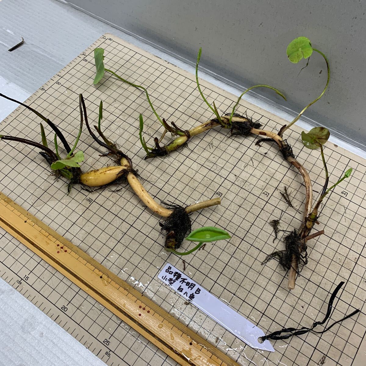 品種不明B 小型種　白八重　レンコン2本　蓮　ハス　はす　苗　レンコン　花蓮　ビオトープ　水田　蓮池_4