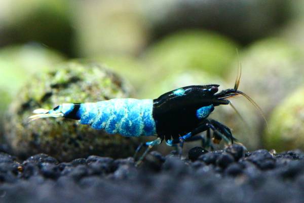 〓Ａｃｅ〓【Astrid純血】 種親!!Blue Pinto Bee♀