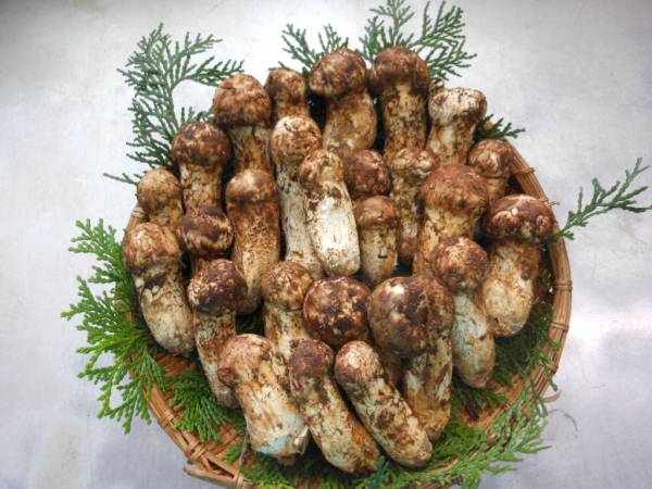 マツタケ　松茸　南信州産朝取り約500ｇC 　ごはん、お吸い物