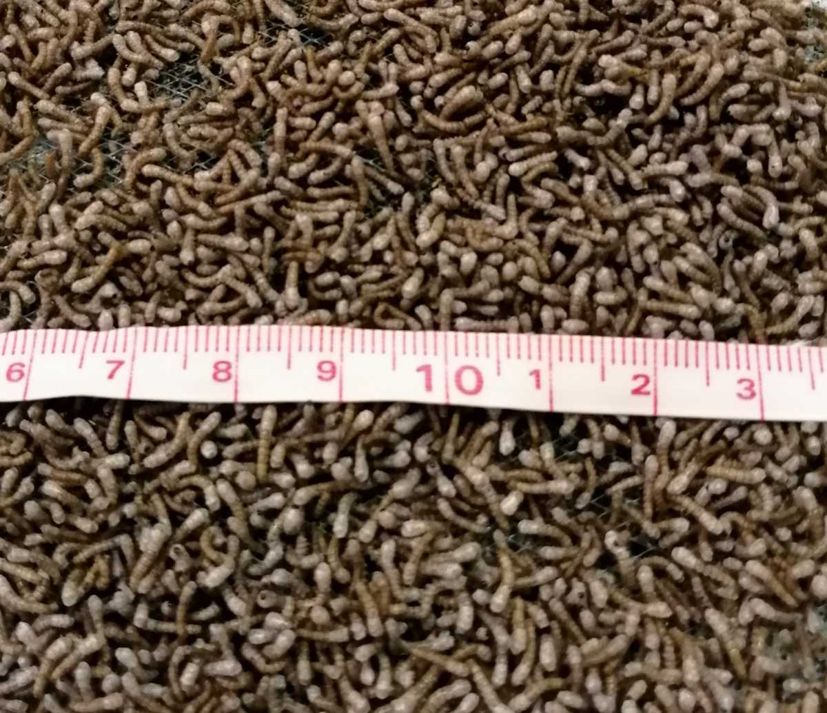 シルクワーム 極小サイズ 200匹+20%増量 シルクワームフード100g付き　カイコ　蚕　送料無料　自由研究_2