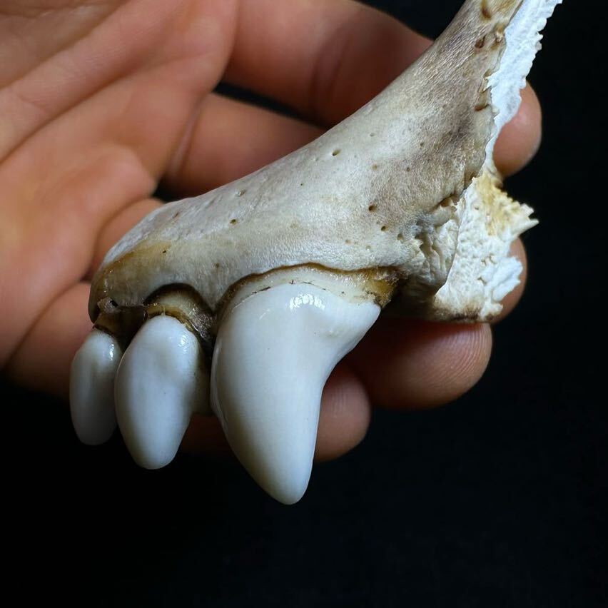 ヒグマ 頭骨 28cm 頭蓋骨 歯揃ってます！ 漂白済み 置物 骨格標本 毛皮 ヒグマの顎の一部】熊 羆 クマ 歯 牙 骨格 標本 頭骨 頭蓋骨(科学