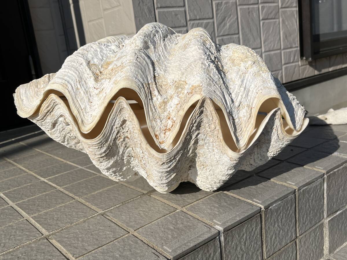 シャコガイ 大シャコガイ シャコ貝 沖縄産？53cm 二枚合わせ ペア