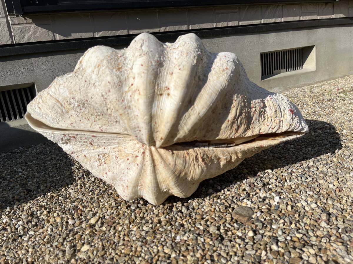 シャコガイ 大シャコガイ シャコ貝 沖縄産？53cm 二枚合わせ ペア