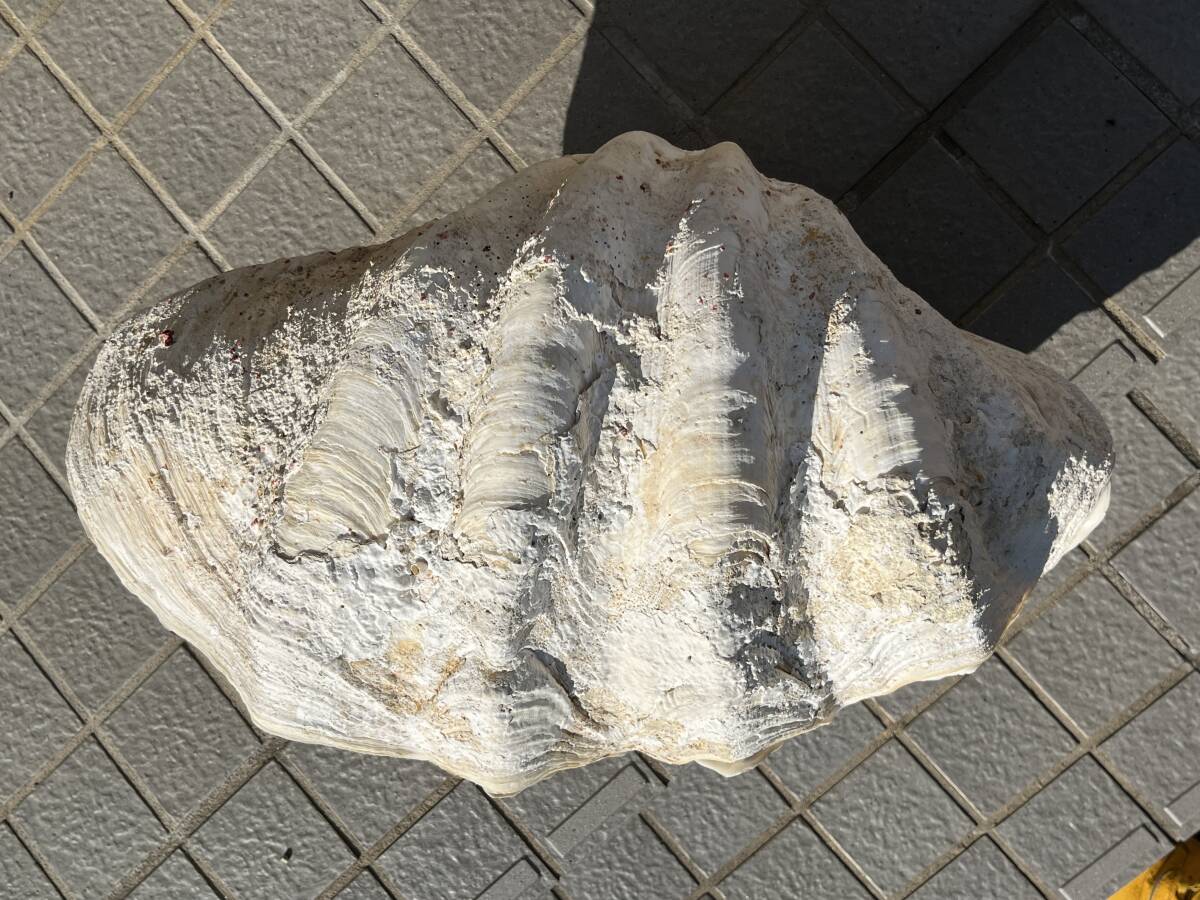 シャコガイ 大シャコガイ シャコ貝 沖縄産？53cm 二枚合わせ ペア