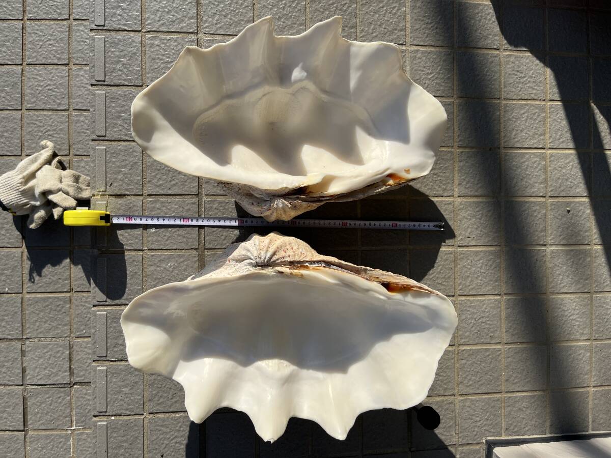 シャコガイ 大シャコガイ シャコ貝 沖縄産？53cm 二枚合わせ ペア