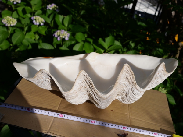 シャコガイ 大シャコガイ シャコ貝 沖縄産？53cm 二枚合わせ ペア