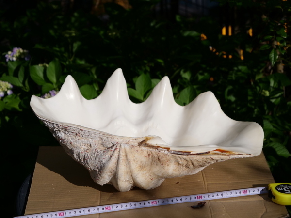 シャコガイ 大シャコガイ シャコ貝 沖縄産？53cm 二枚合わせ ペア