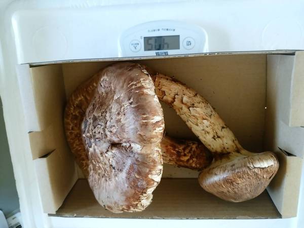 長野県信州産 松茸 475g