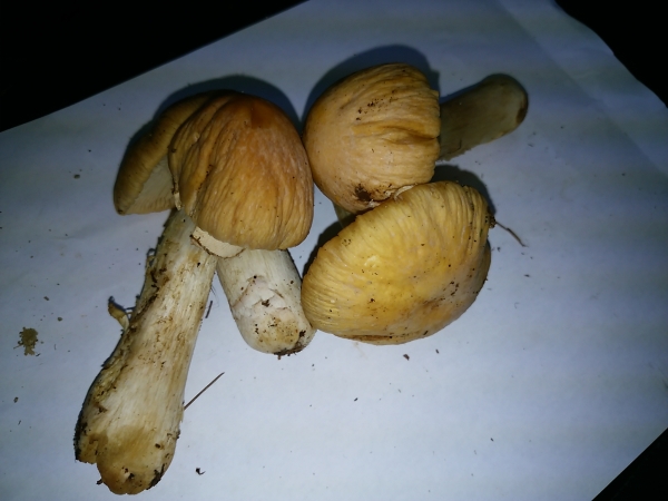 長野県信州産 松茸 475g