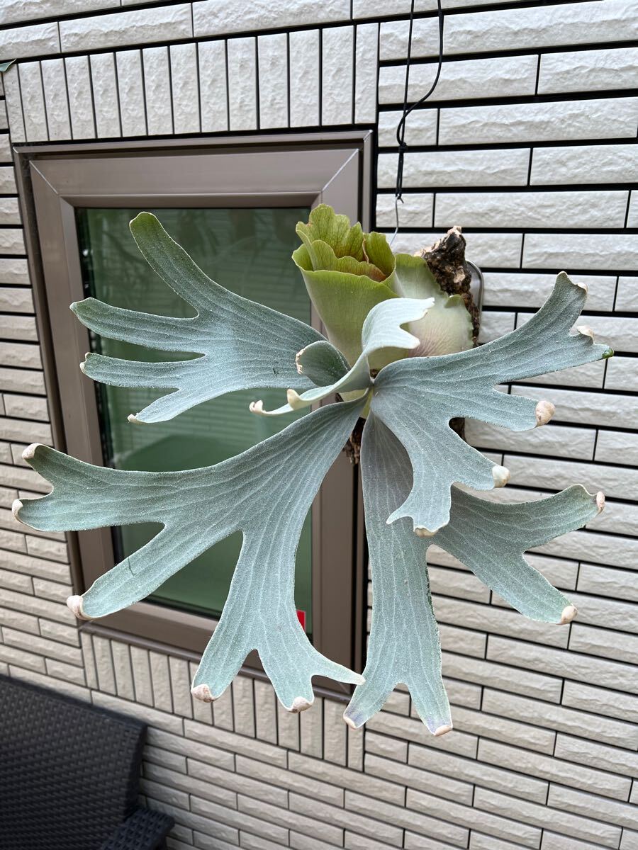 P.Paulwespa　青白ビカク　希少品種　株分け品 ☆hiroa☆ P. 'Blue Moon' pup 株分け ビカクシダ(ビカクシダ