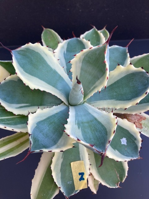 アガベ　吉祥冠白班　2_1