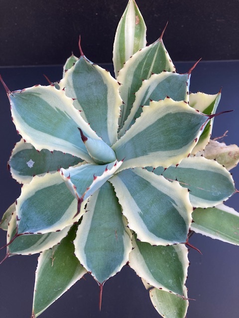 アガベ　吉祥冠白班　2_3