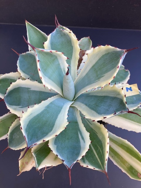 アガベ　吉祥冠白班　2_4