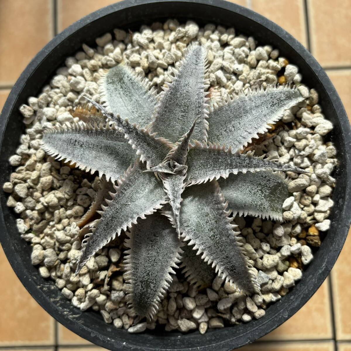 Dyckia ディッキア 