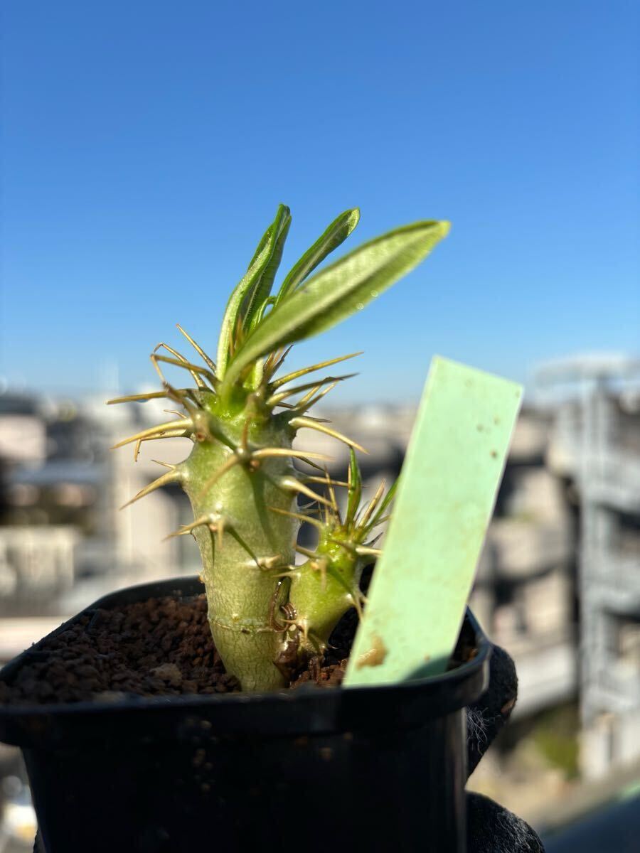 Pachypodium | ambongense トーキー 多肉植物・特別な鉢の販売
