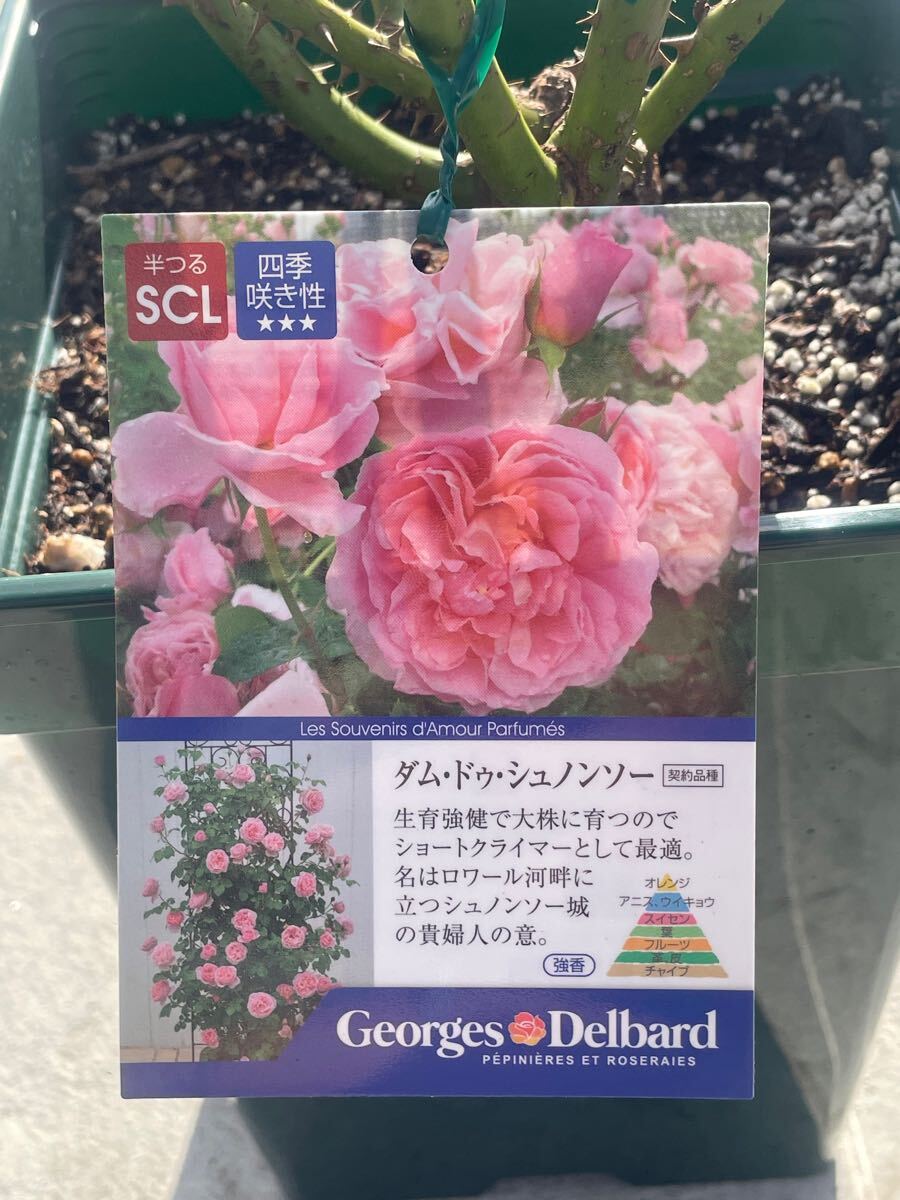 驚きの破格値，本物保証 特価 セール デルバール バラ 大苗 ダム ドゥ シュノンソー 7号角鉢植え(バラ)｜売買されたオークション情報、yahooの商品情報をアーカイブ公開 - オークファン バラ