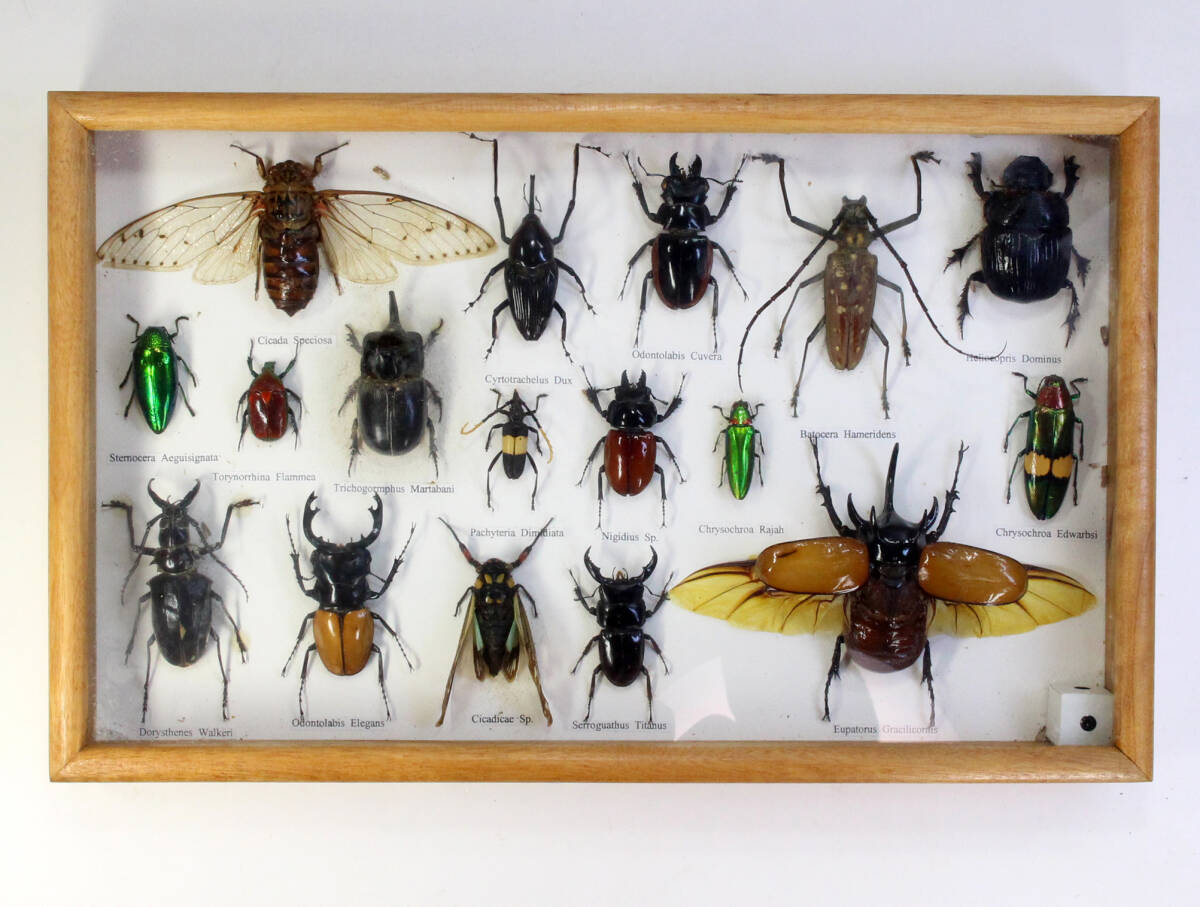 昆虫 標本 カブトムシ クワガタムシ いろいろ 外国産 標本セット 中古