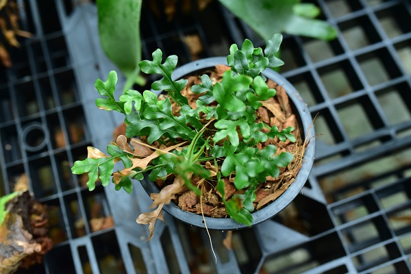 Drynaria bonii dwarf from philippine 　@bikamori ドリナリア