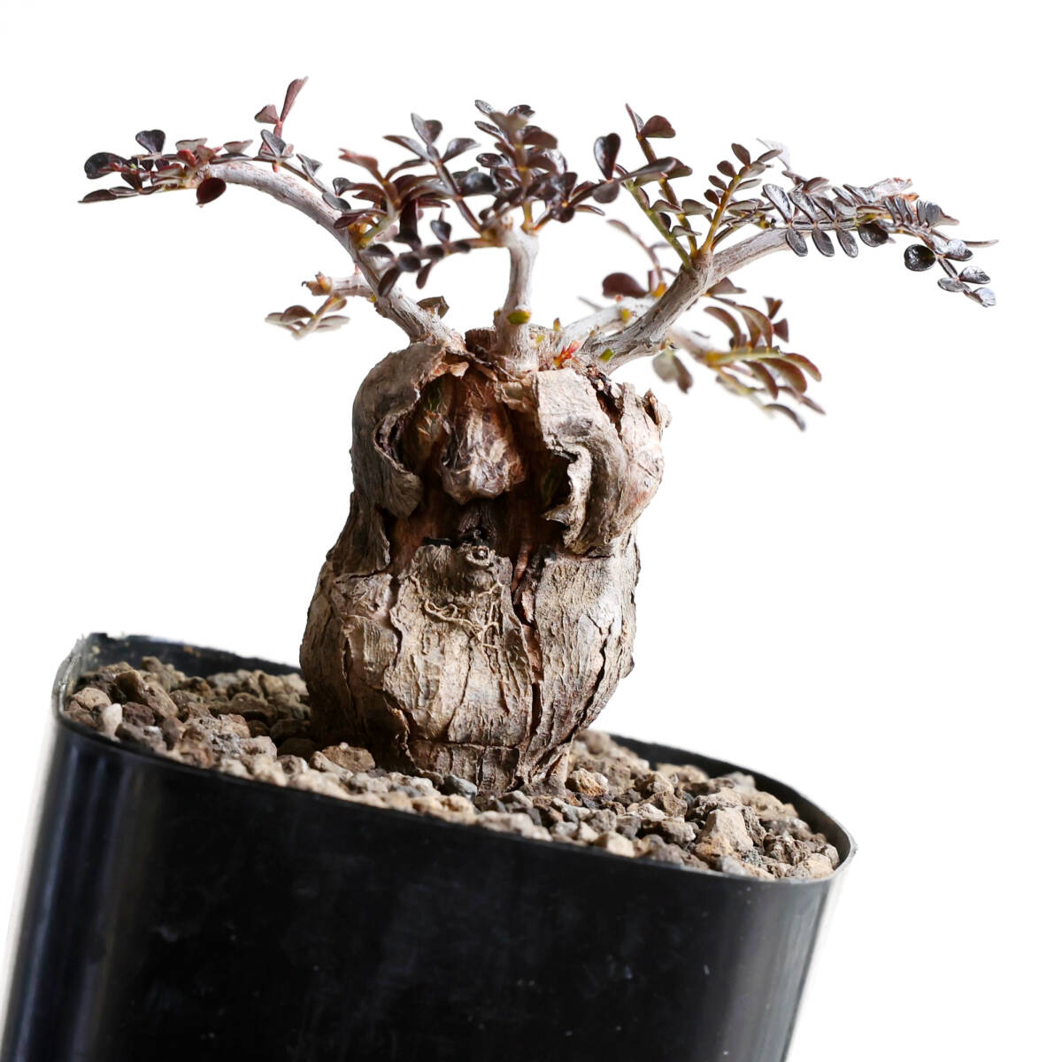 サボテン・多肉植物 10 パキプス根挿し オペルクリカリア オペルクリ