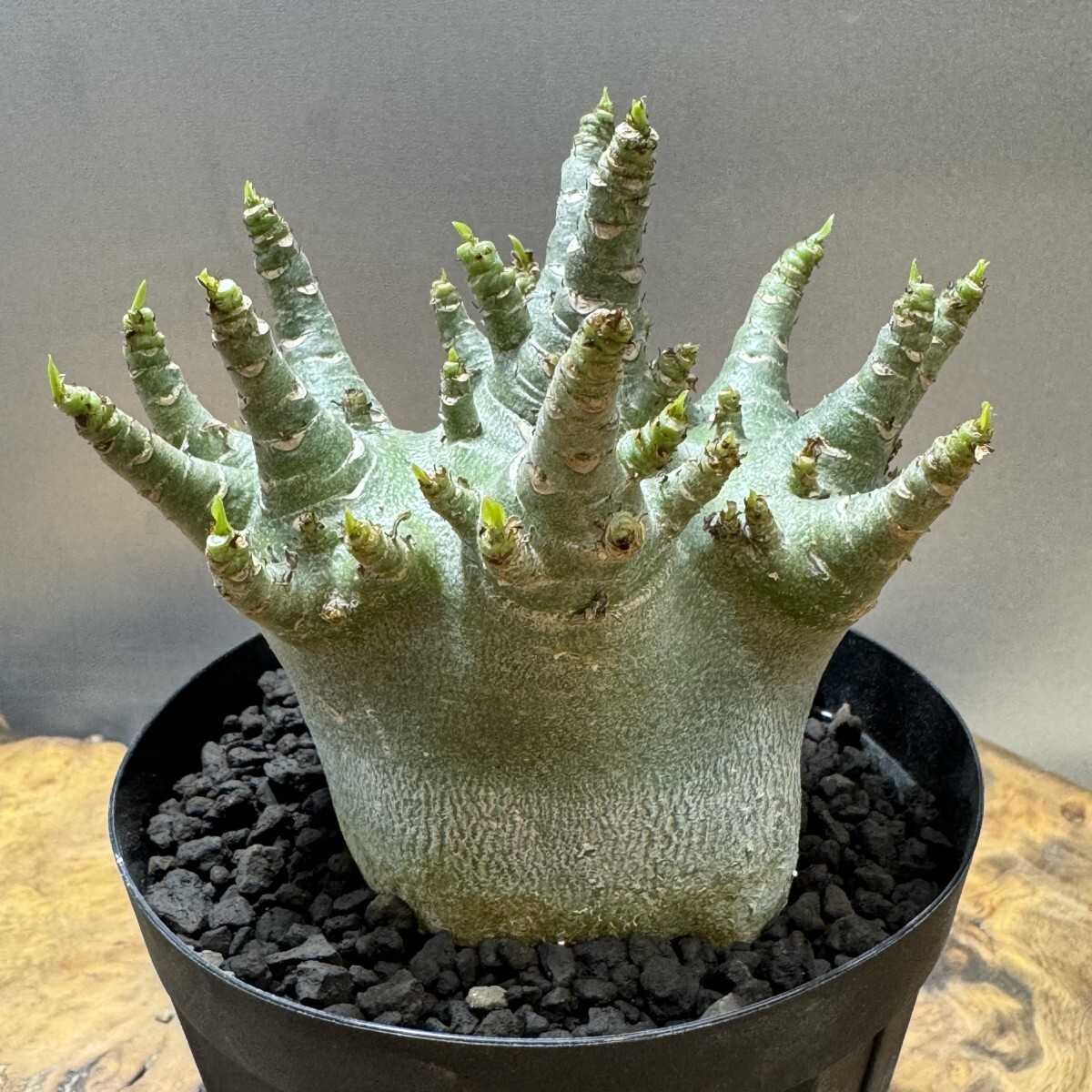 アラビカム アデニウム Adenium arabicum スーパードワーフ⁄ ゑ.67 