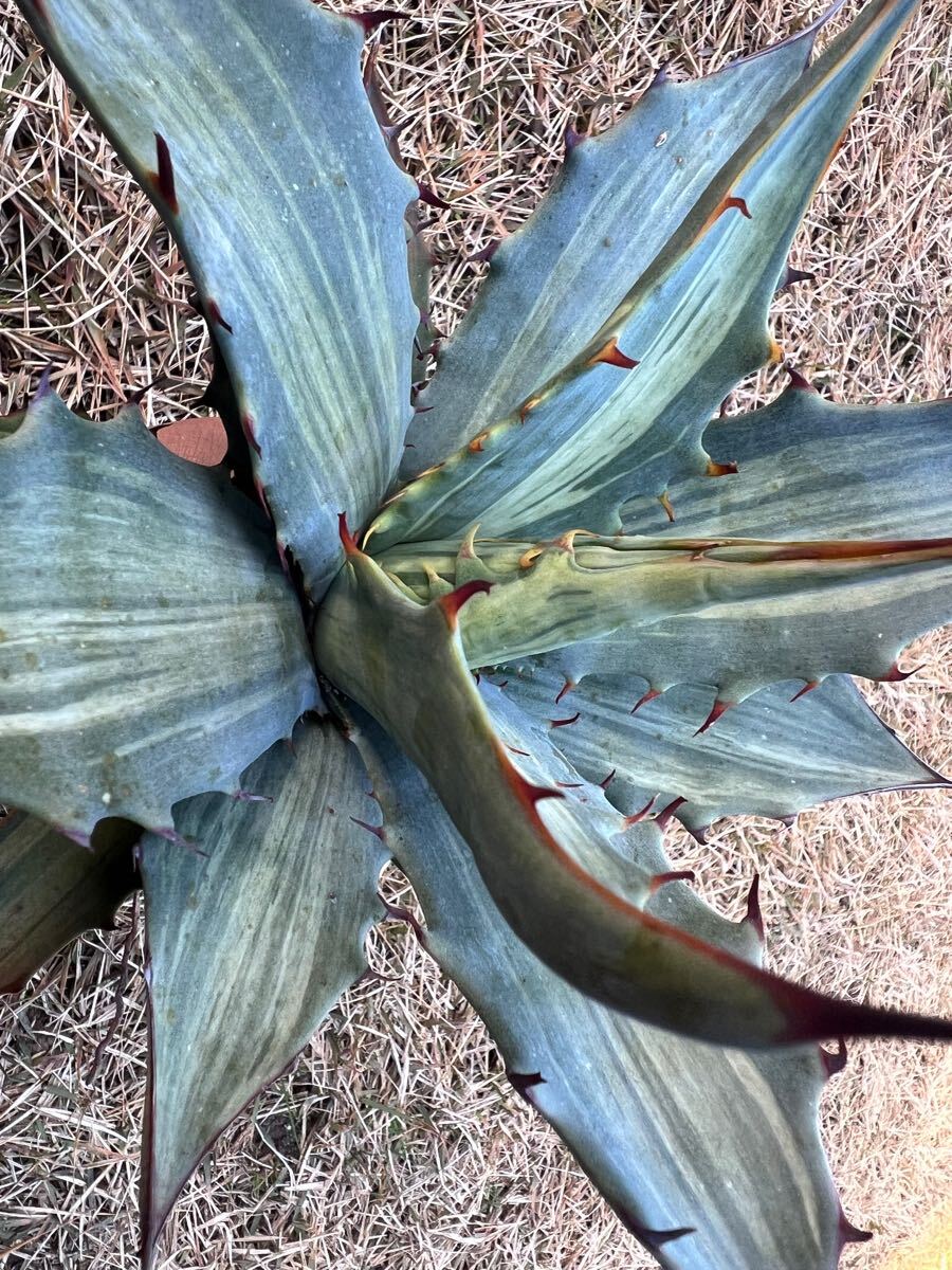 農園直送限定】大サイズ 希少 レア AGAVE アガベ スノーデビル 斑入り