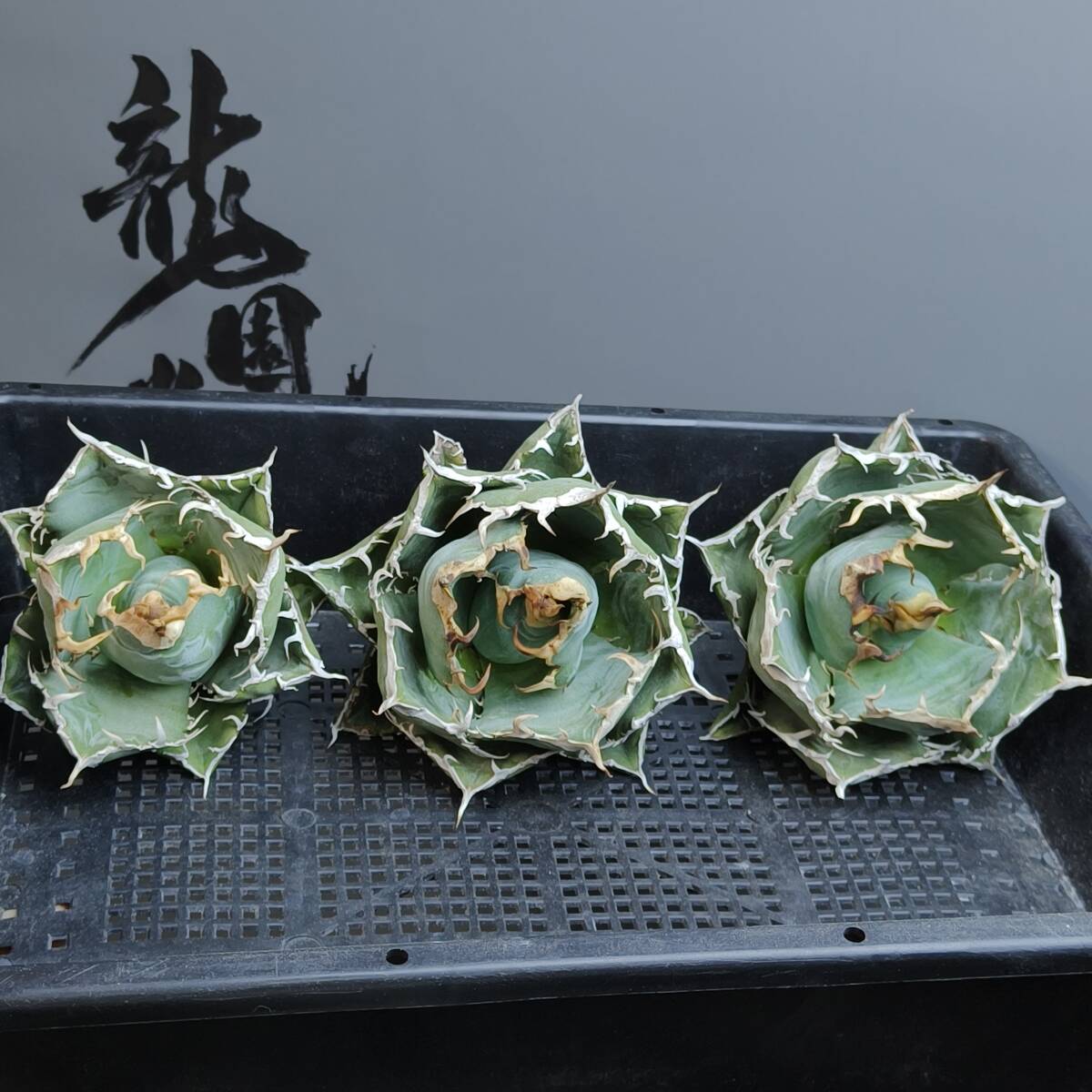 特選 n61 アガベ 多肉植物 シンプレックス スノーデビルSnow Devil