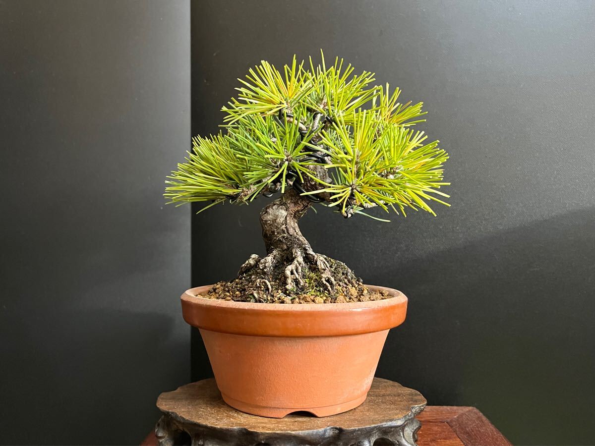 黒松　盆栽　小品　樹高15㎝ 黒松盆栽 太幹 古木 小品盆栽 樹高葉先まで15cm 根張り良い (検索用