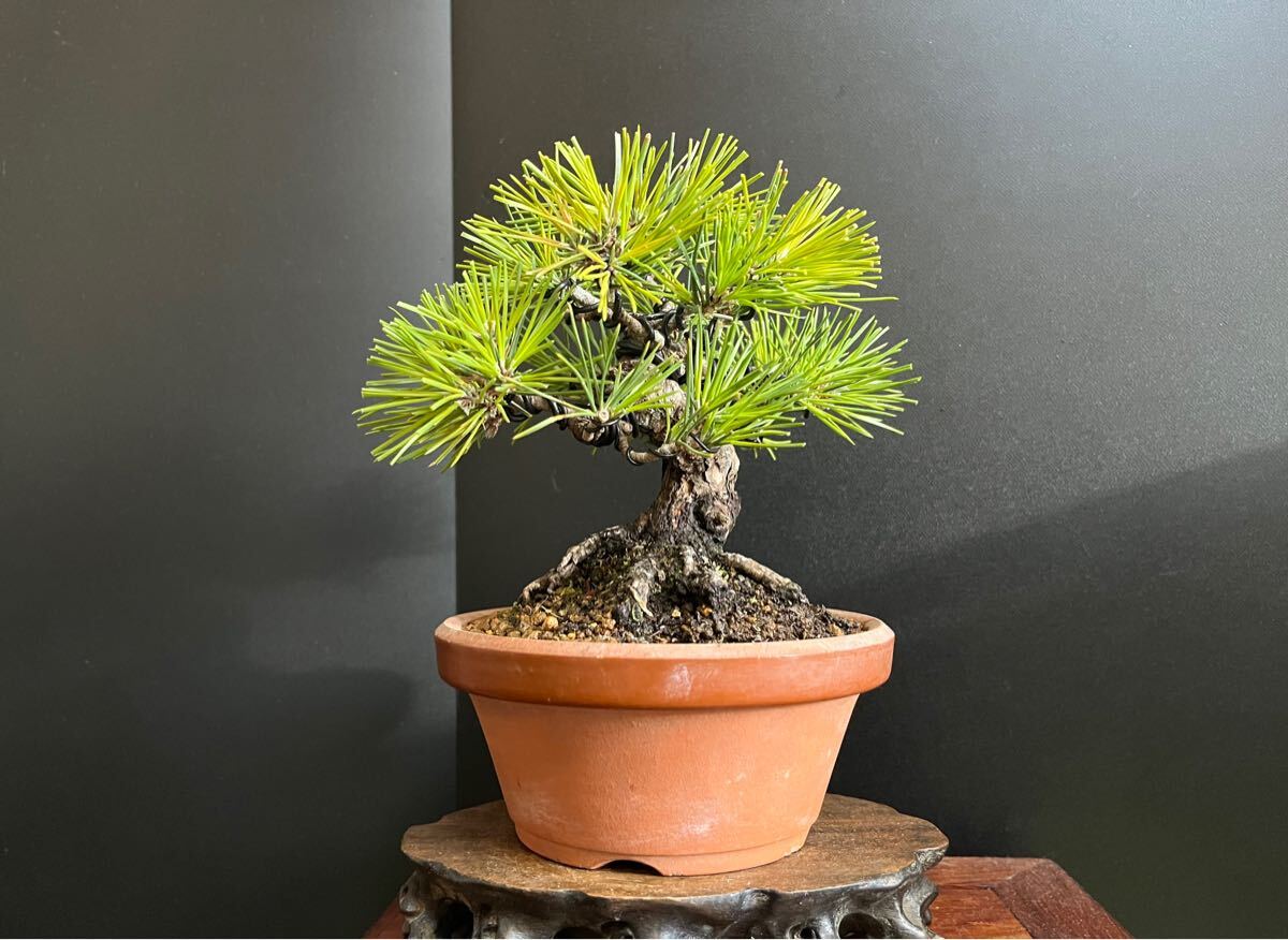 盆栽 黒松 樹高15cm 【公式通販】