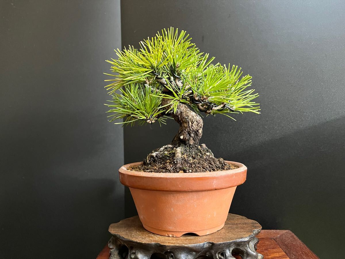 黒松盆栽　古木　小品盆栽　樹高葉先まで15cm (検索用　五葉松、真柏、盆栽鉢) 黒松盆栽 太幹 古木 小品盆栽 樹高葉先まで15cm 根張り良い (検索用