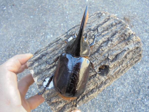 ネプチューン新成虫♂　９１ｍｍ　そろそろブリードOK　　