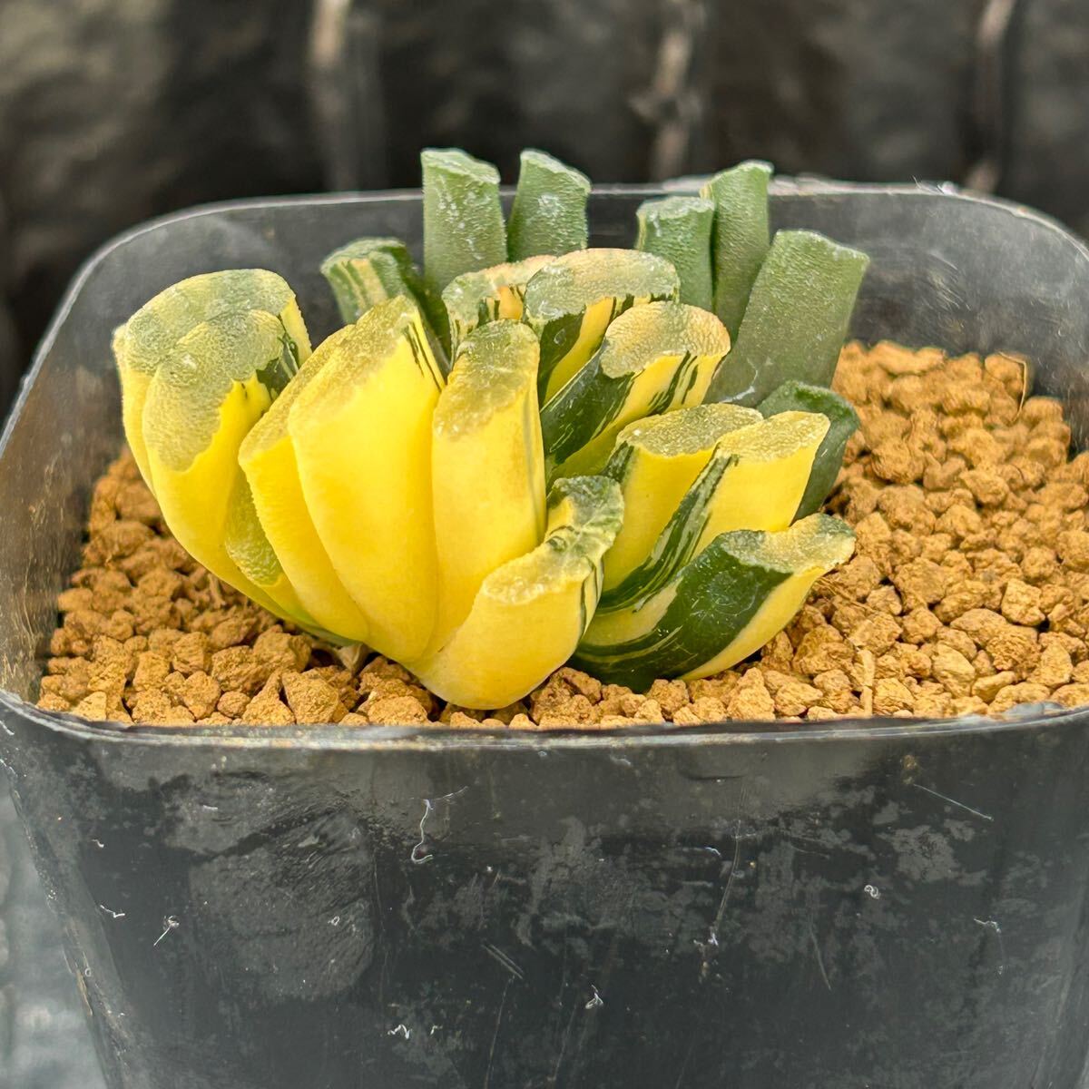 ハオルチア　玉扇錦_1