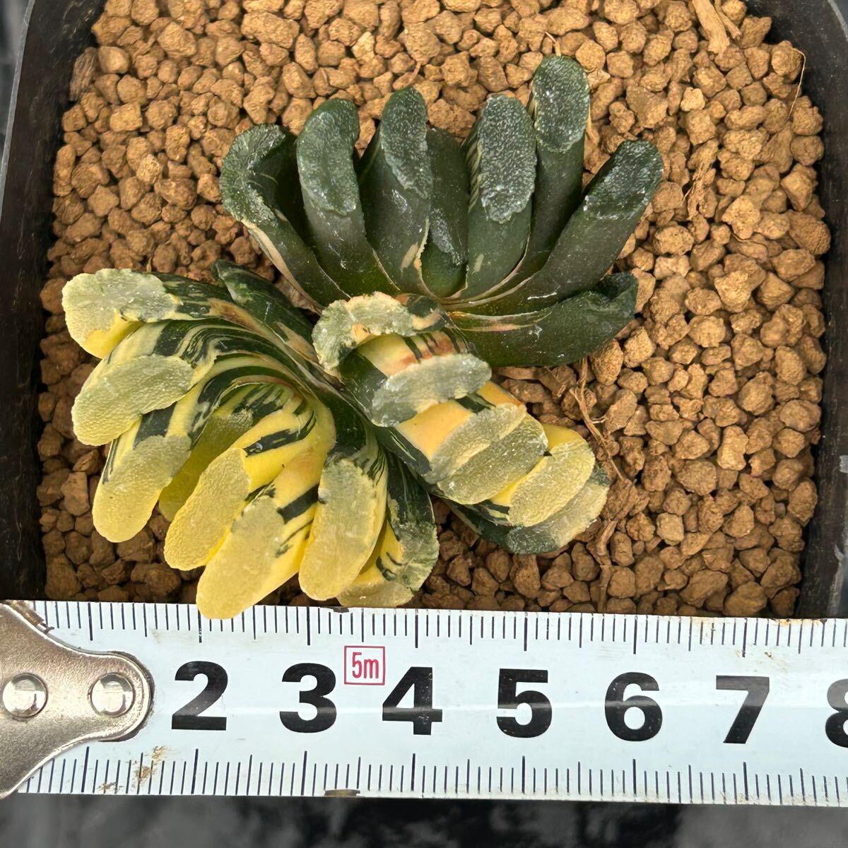 ハオルチア　玉扇錦_2