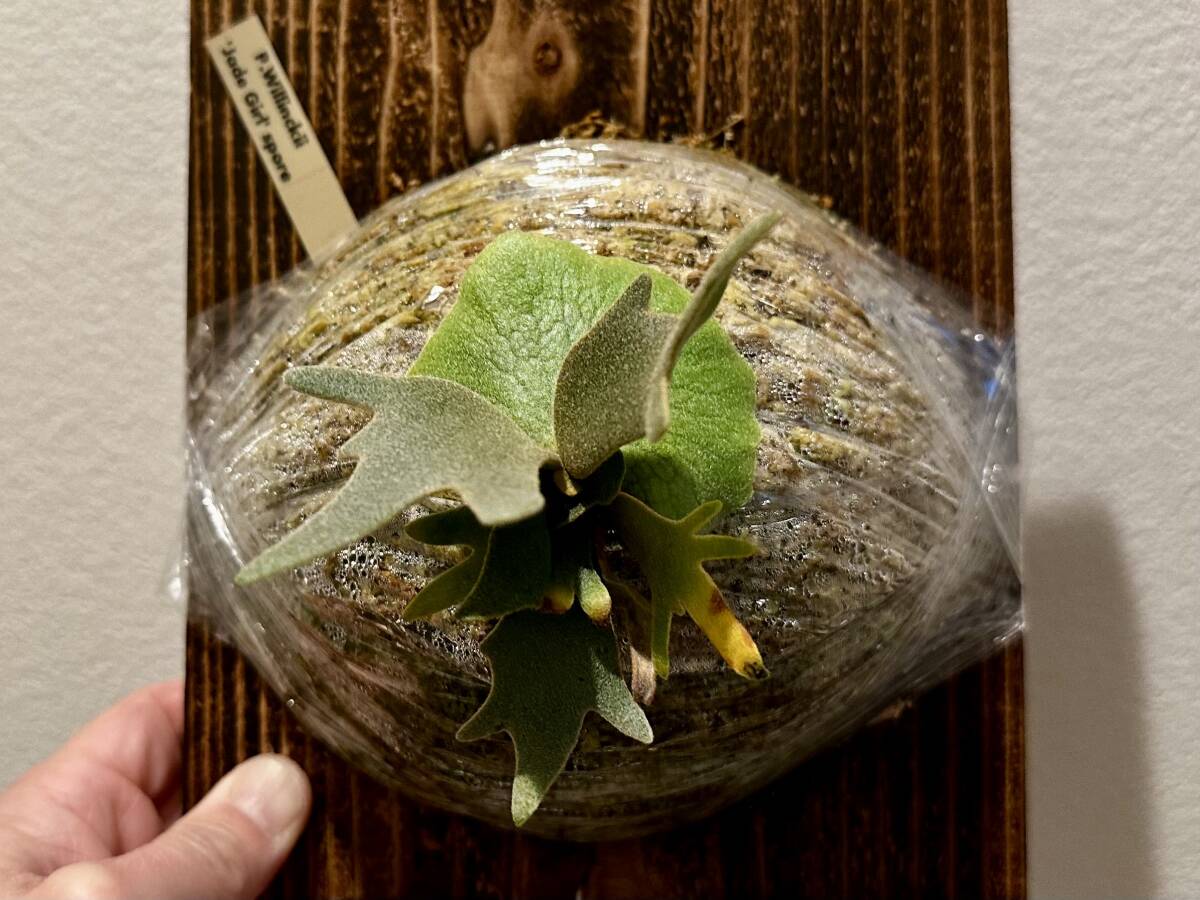 P.willinckii 'Jade Girl' spore ジェイドガール 【メーカー直営】