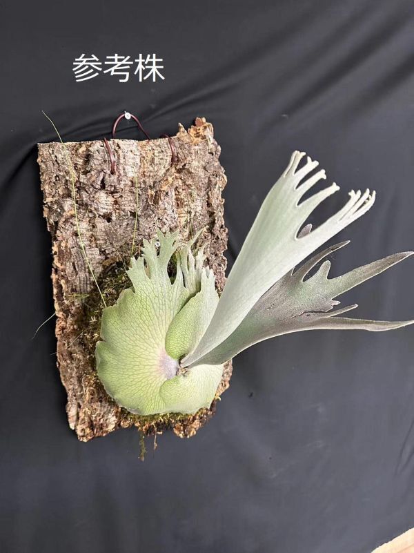 【Frontier Plants】【現品】ビカクシダ・ペドロ タツタ　メリクロン苗　Platycerium Pedro Tatsuta TC(0)