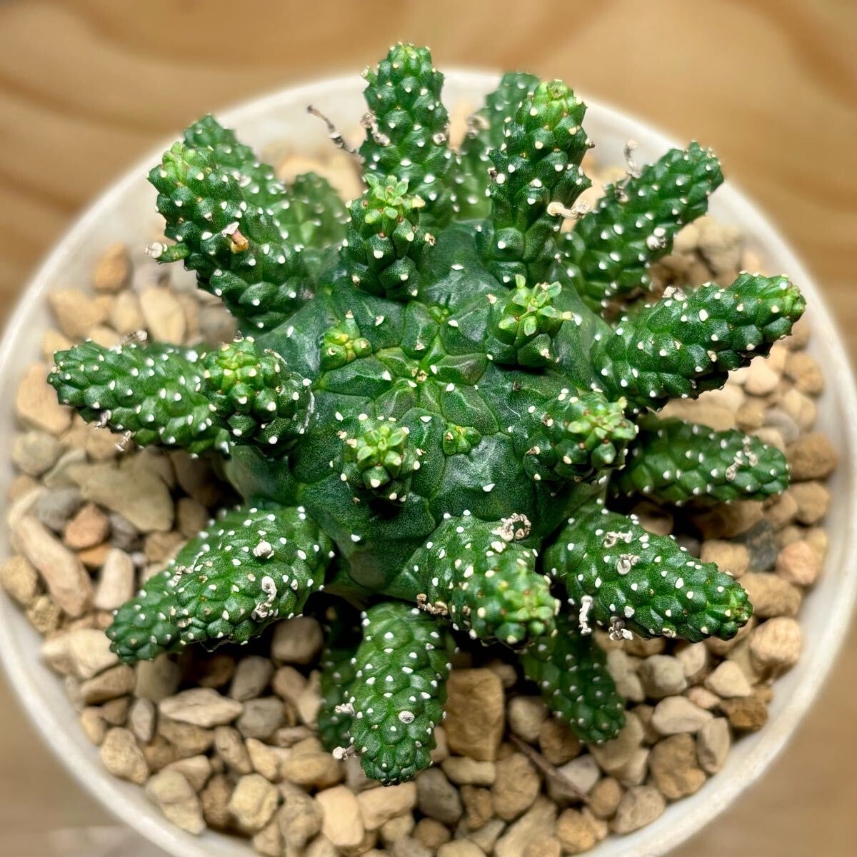 Euphorbia サボテン ユーフォルビア ○Fareal○ 塊根植物 0 多肉植物 