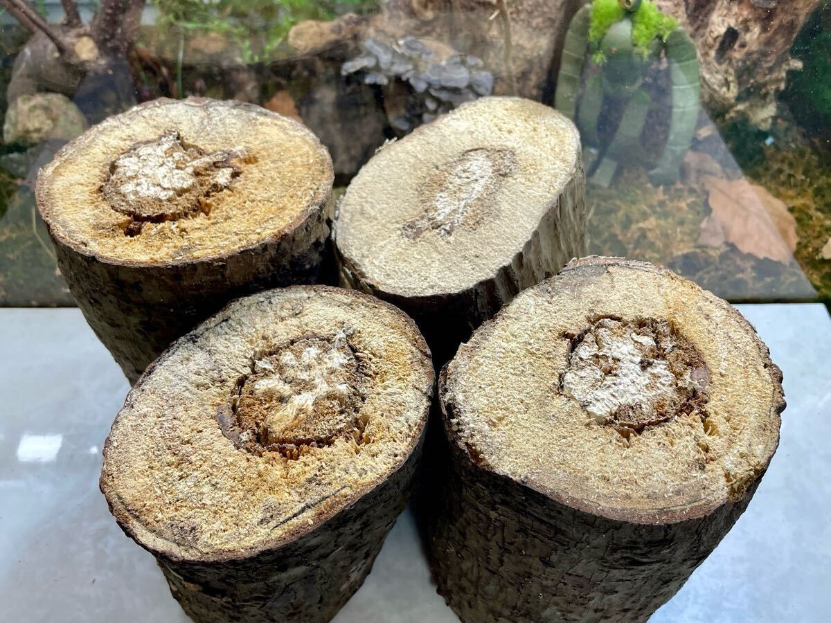 【KAZUOKI天然木】珍品【ツブラジイ】 とても柔らかい産卵木4本＋おまけ材_6