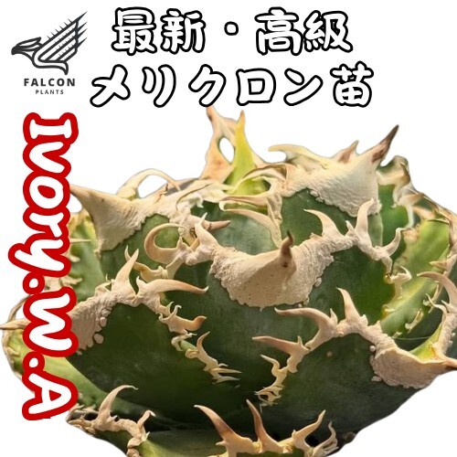 F-Plants11 IvoryW.A アガベ チタノタ/検 青犀 清櫻 スーパーチタノタ