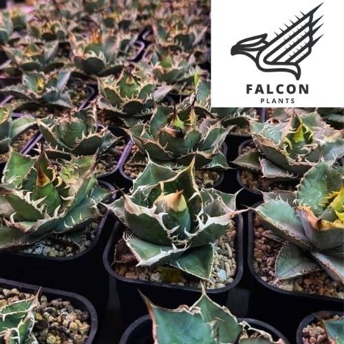 F-Plants11 IvoryW.A アガベ チタノタ/検 青犀 清櫻 スーパーチタノタ