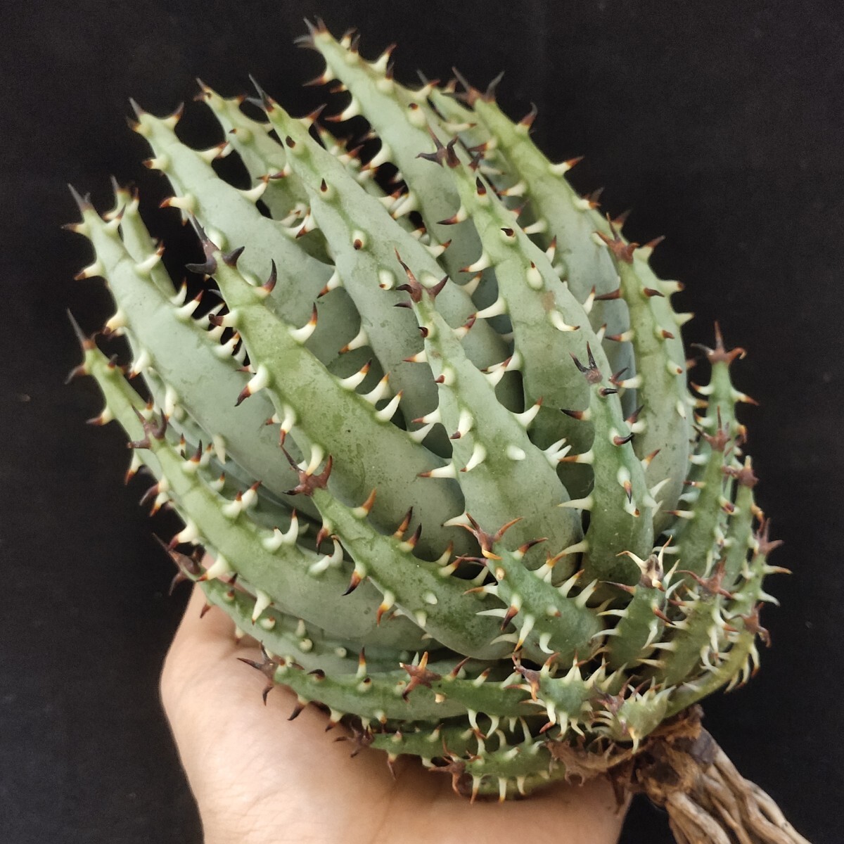 1428 多肉植物 Aloe erinacea アロエ エリナケア 精選大株 8年株 限定