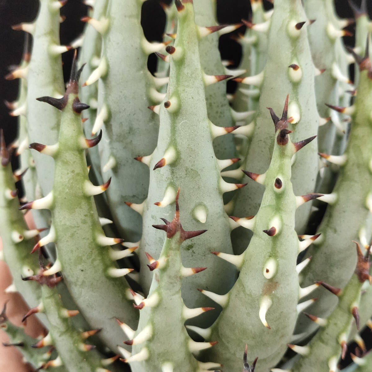 1428 多肉植物 Aloe erinacea アロエ エリナケア 精選大株 8年株 限定