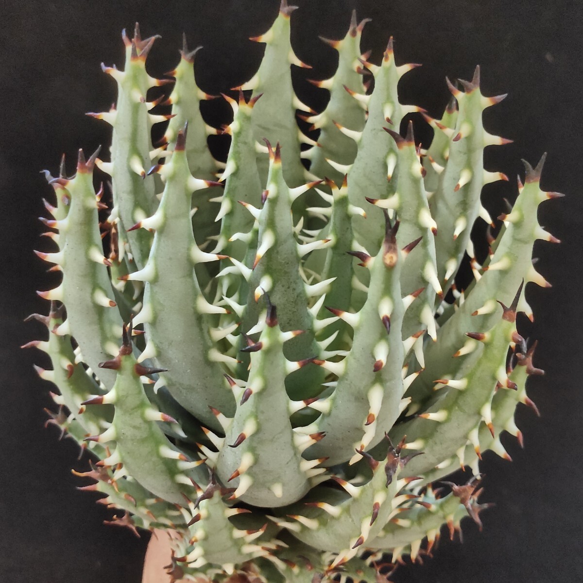 1428 多肉植物 Aloe erinacea アロエ エリナケア 精選大株 8年株 限定