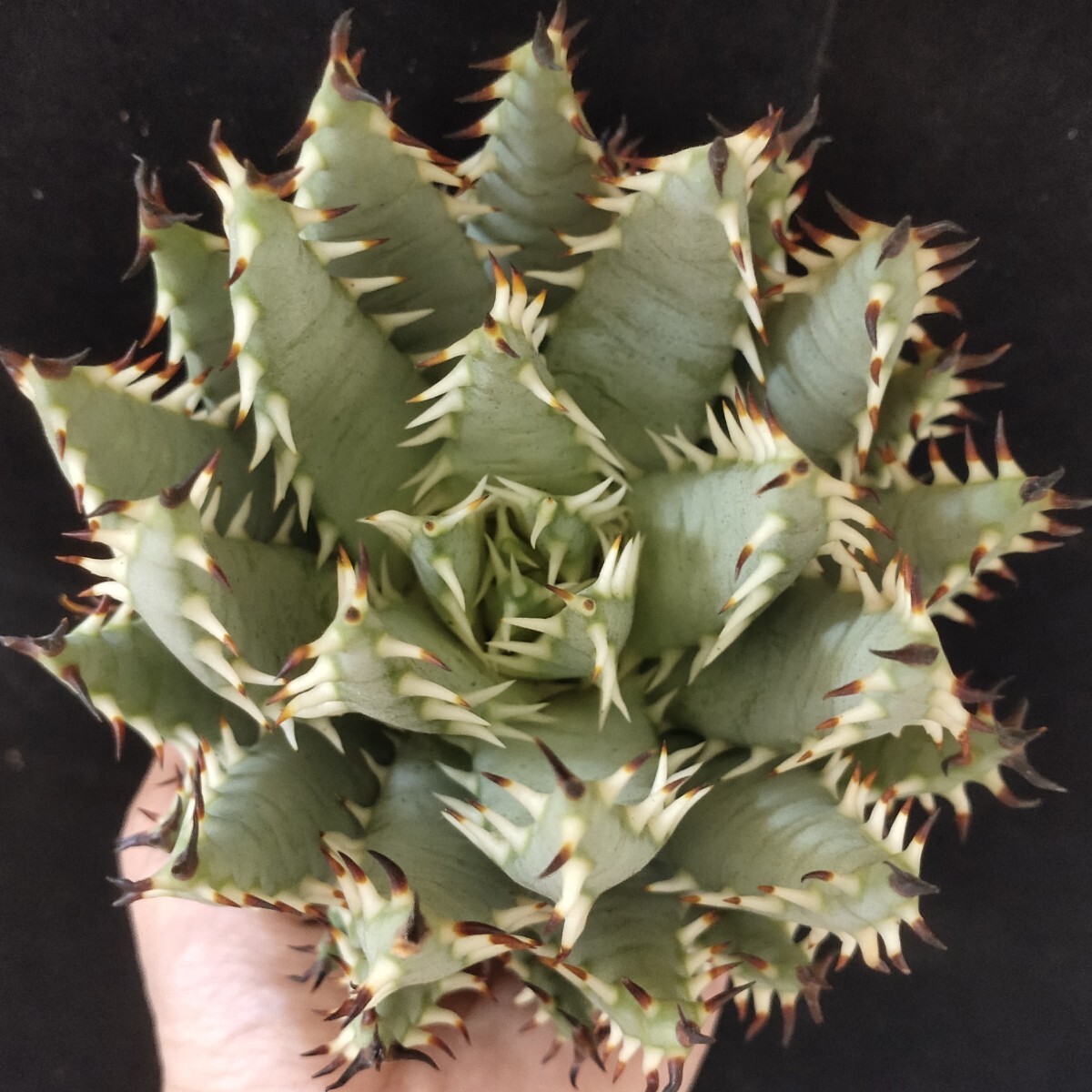 レア アロエ エリナケア 大株 美株 aloe 多肉 1428 多肉植物 Aloe erinacea アロエ エリナケア 精選大株 8年株 限定